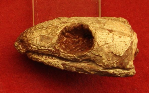 Reptila mumificată de acum 289 milioane de ani: Secretul respirației dezvăluit