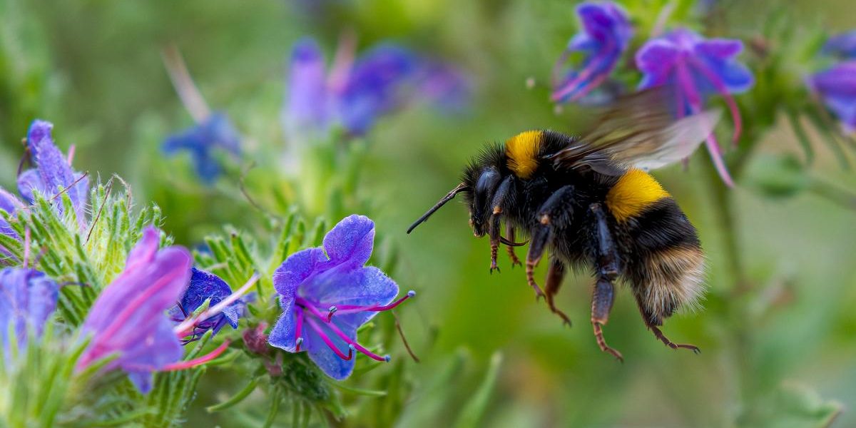 Reginele albinelor sfidează iarna: respiră sub apă pentru a supraviețui