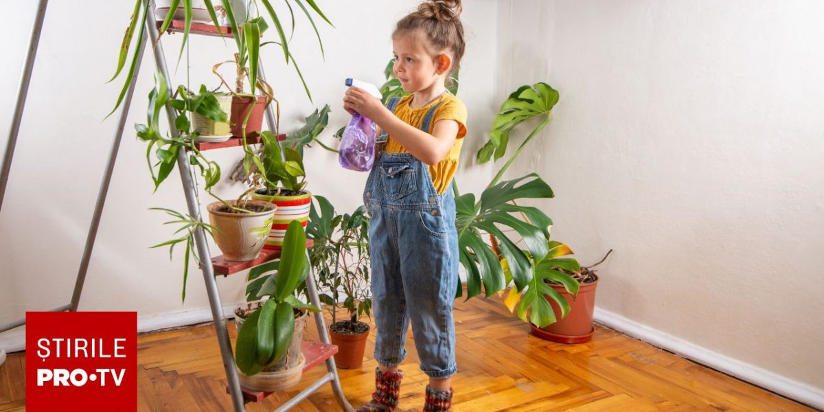 Plantele din casă, pericol ascuns pentru copii: Ce efecte toxice au