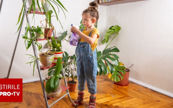 Plantele din casă, pericol ascuns pentru copii: Ce efecte toxice au