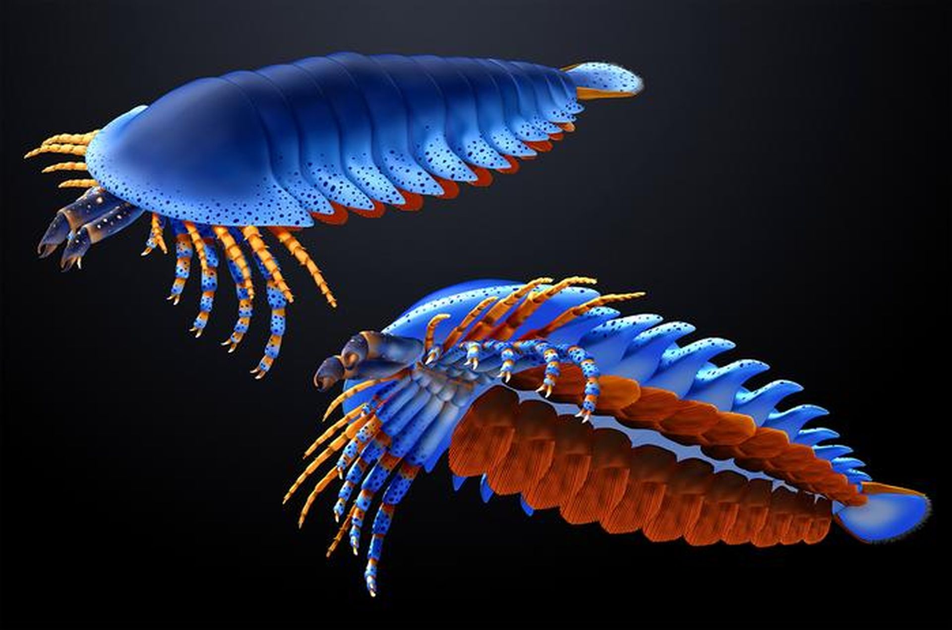 Descoperire remarcabilă: o fosilă de peste 500 de milioane de ani dezvăluie noi detalii despre evoluția păianjenilor O fosilă de artropod din perioada Cambriană, initial considerată banală, a devenit un punct de referință în studiul evoluției cheliceratelor