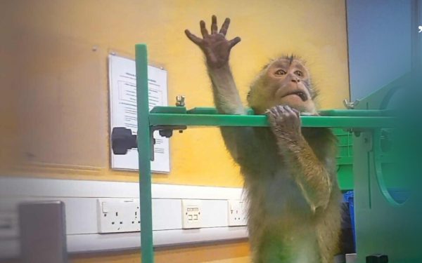 Imagini ȘOCANTE din laboratoare: Apeluri URGENTE pentru oprirea testelor pe animale