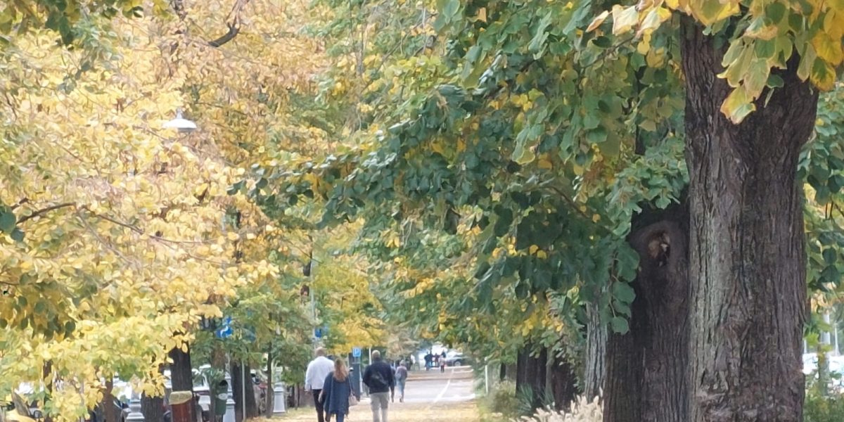 Declic, revoltă după ce parcul din Sectorul 4 primește numele Donald Trump