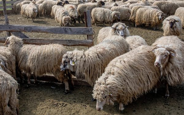 Statul, bun de plată! 182 milioane de lei pentru fabrica de lână din Făgețelu