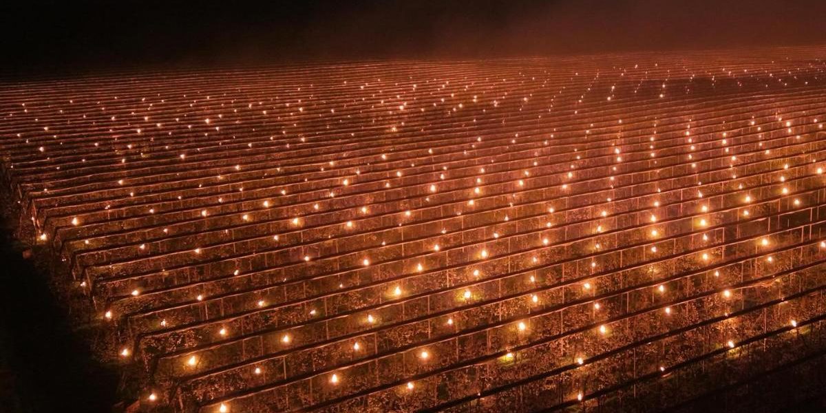 Foc pentru cireși: Fermierul din Cluj a ars 40.000 € ca să scape pomii de ger