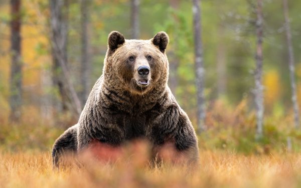 Ursul brun, vânat liber: Camera Deputaților aprobă recoltarea a 1.000 de exemplare!