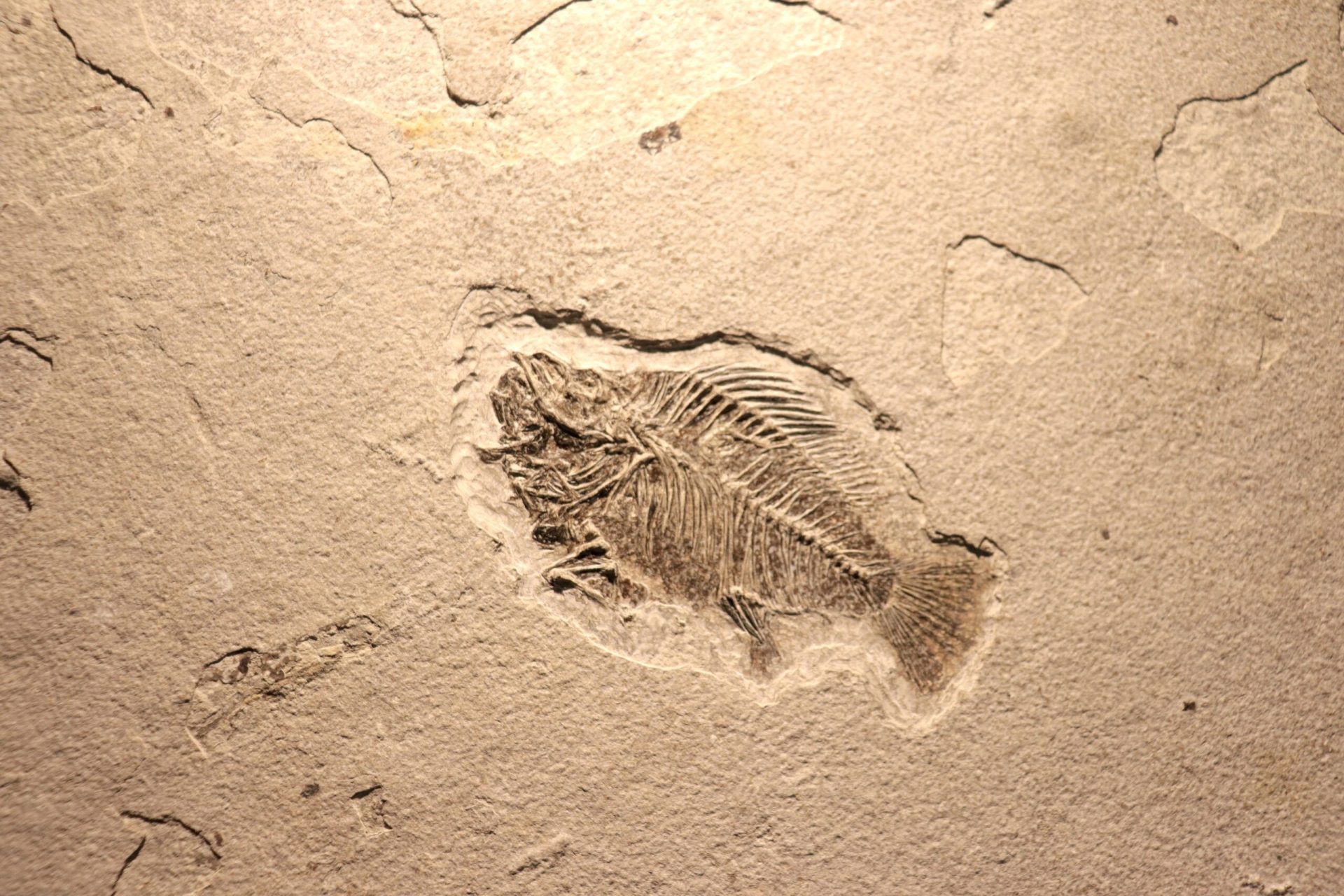 Oamenii de știință au descoperit fosile care schimbă în ansamblu înțelegerea privind evoluția vieții pe Terra, identificând o tranziție mult mai timpurie și mai complexă decât se credea anterior