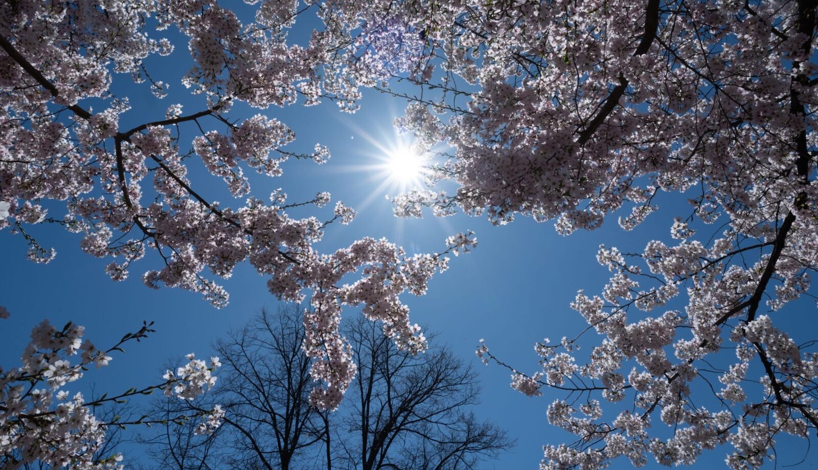 Vremea de 1 Mai: Meteorologii, anunțuri despre temperaturi și precipitații