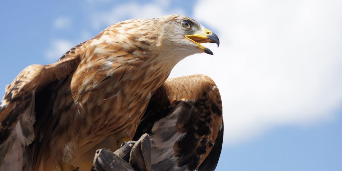 Vulturi aurii, reintroduși în Anglia după 150 de ani: un vis renăscut
