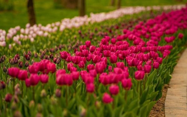 Simfonia Lalelelor în Pitești: Spectacole, sport și flori de top