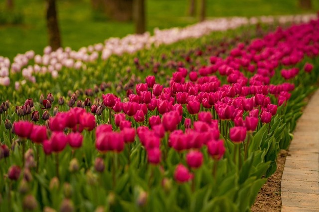 Simfonia Lalelelor în Pitești: Spectacole, sport și flori de top