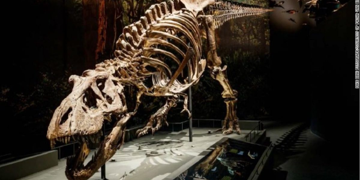GUS, dinozaurul de 30 milioane dolari, star la licitația Sothebys