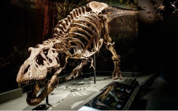 GUS, dinozaurul de 30 milioane dolari, star la licitația Sothebys