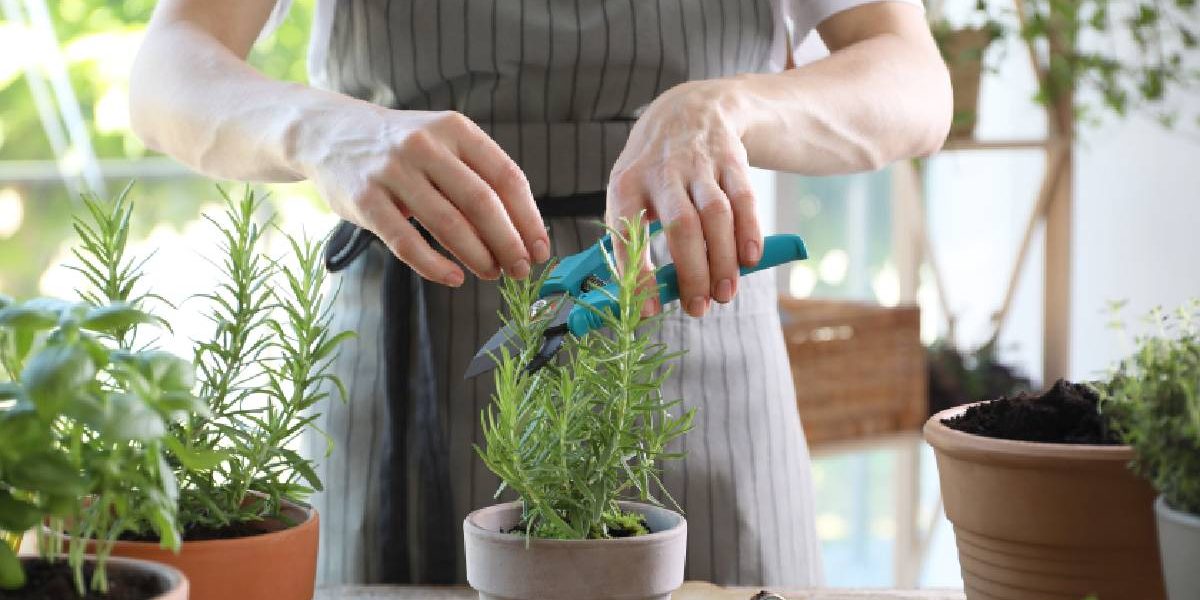 Mai: Ce plante aromatice alungă balonarea și ajută digestia