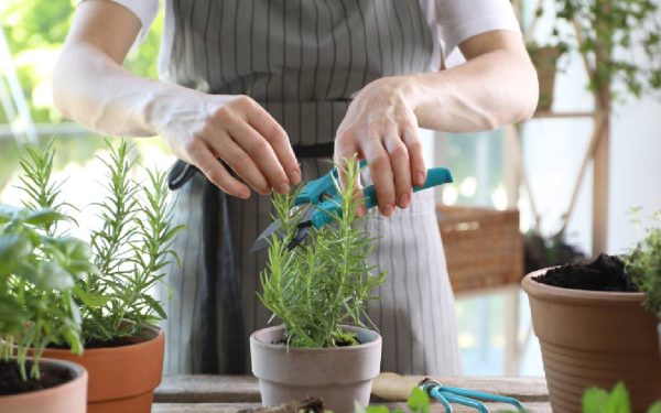 Mai: Ce plante aromatice alungă balonarea și ajută digestia