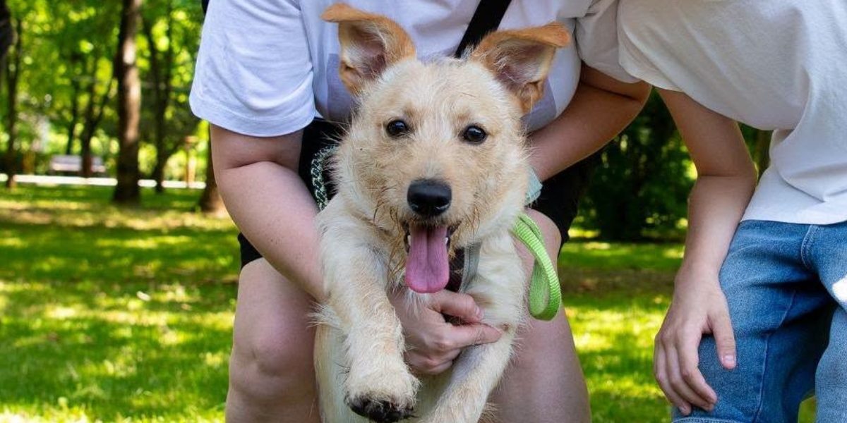 ASPA anunță târg de adopții, căței noi în Parcul Crângași