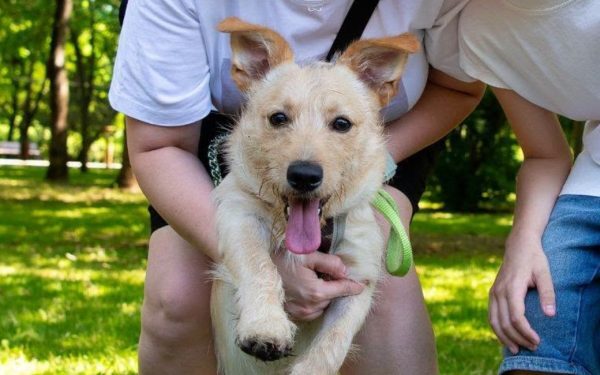 ASPA anunță târg de adopții, căței noi în Parcul Crângași
