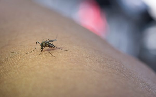 A ars totul pe rug într-o singură noapte
