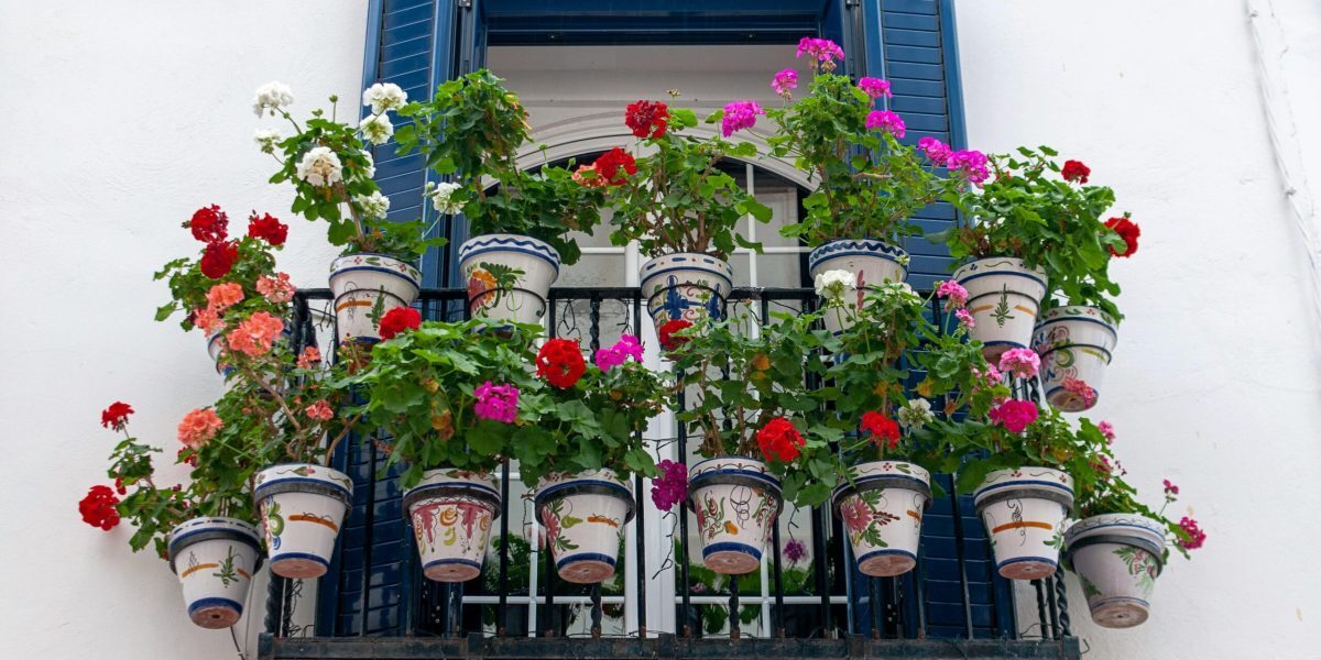 Plante de balcon anti-caniculă: Ce cresc în România