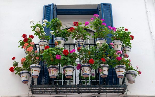 Plante de balcon anti-caniculă: Ce cresc în România