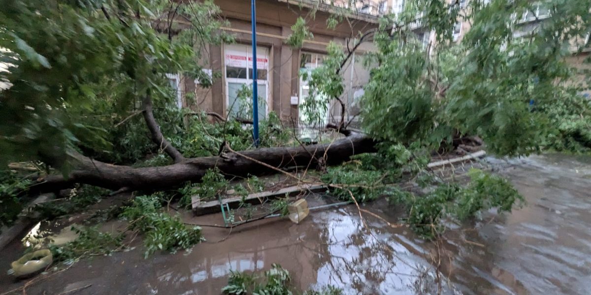 București și Ilfov, coșmarul furtunii: 1.124 copaci doborâți, 480 mașini distruse