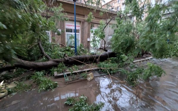 București și Ilfov, coșmarul furtunii: 1.124 copaci doborâți, 480 mașini distruse