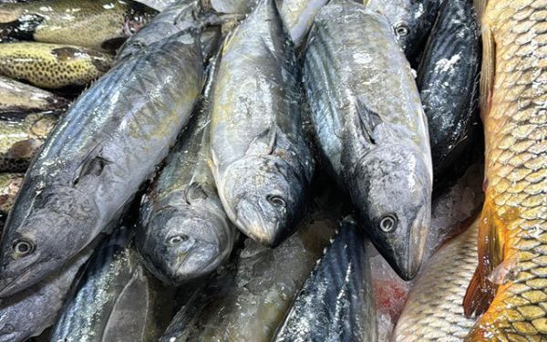 Botoșani: Fermier piscicol, sufocat de peștele din import. Fără desfacere