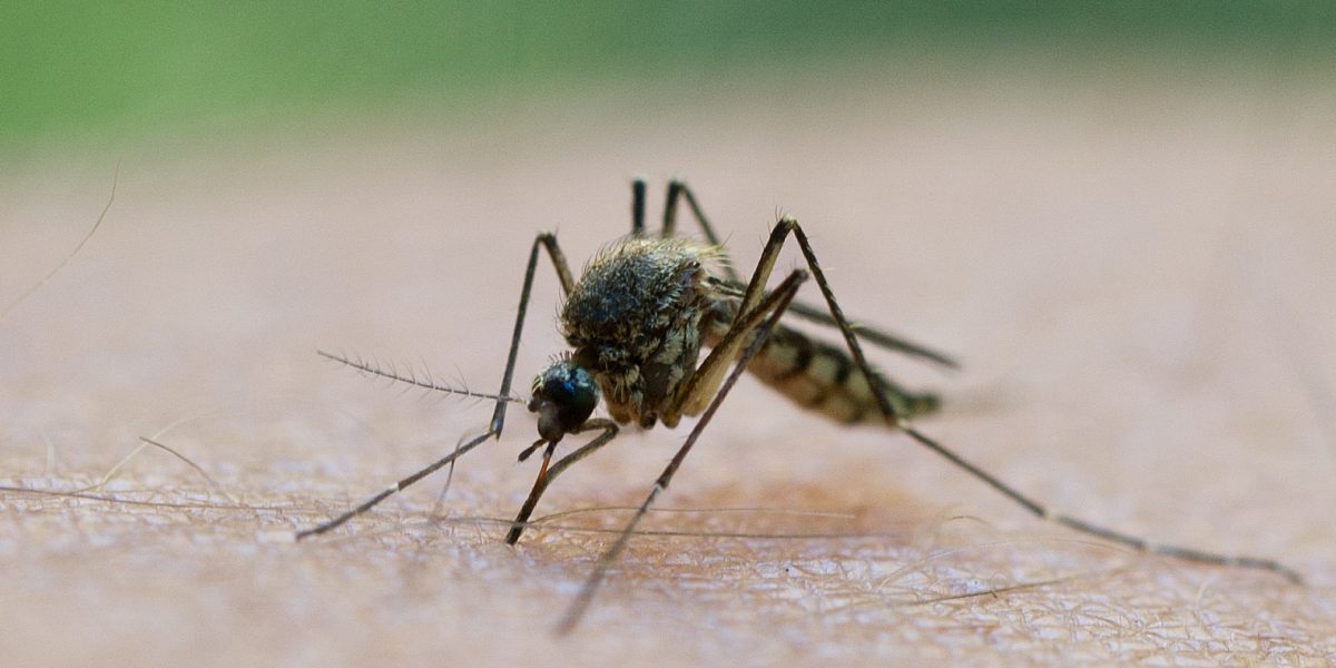 Grecia, lovită de West Nile: Cazuri în creștere rapidă