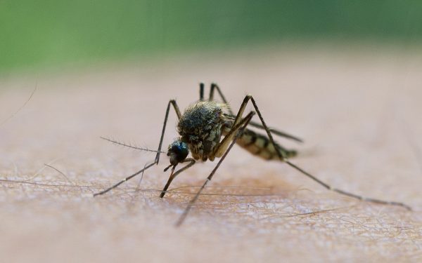 Grecia, lovită de West Nile: Cazuri în creștere rapidă