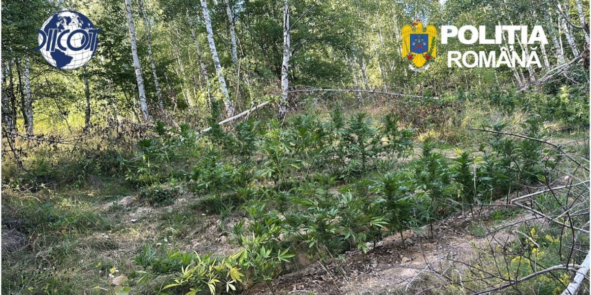 Cultură de canabis, prinsă în pădurea din Covasna: Peste 130 de plante ridicate