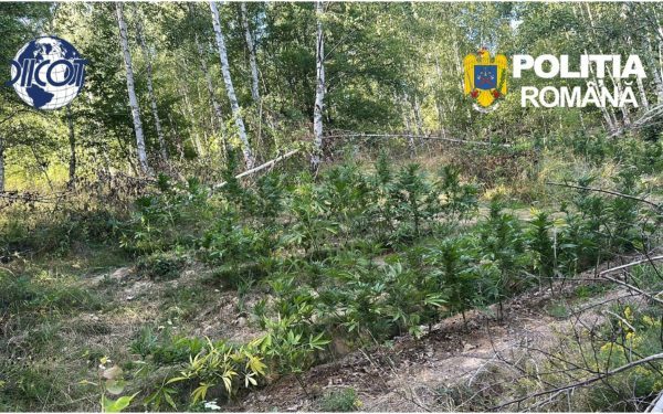Cultură de canabis, prinsă în pădurea din Covasna: Peste 130 de plante ridicate
