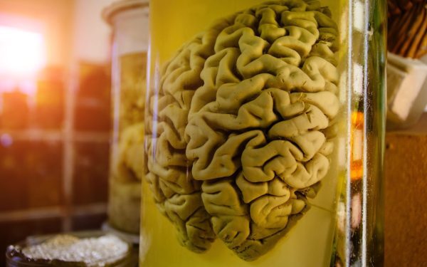 Creier milenar conservat: Marea enigmă a corpului dispărut