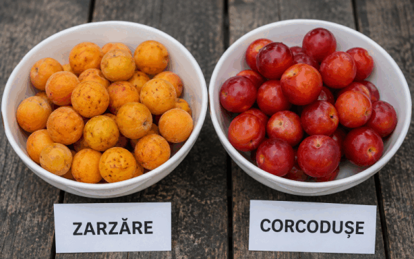 Zarzăre vs. Corcodușe: Ghid rapid ca să nu le încurci