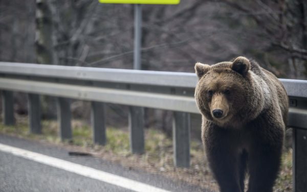 Nicușor Dan, OK la legea cu urșii, dar cu rezerve