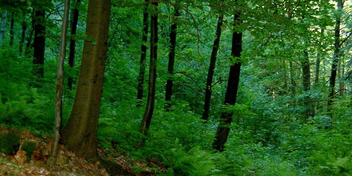 Mediu: Ministrul Calomniiză Silvicultorii în Loc de Dialog