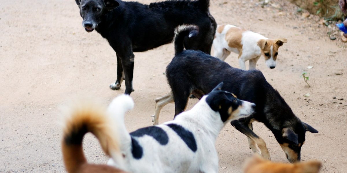 Sterilizare și vaccinare animale, Sectorul 2, un parteneriat vital