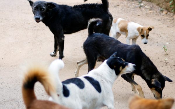 Sterilizare și vaccinare animale, Sectorul 2, un parteneriat vital