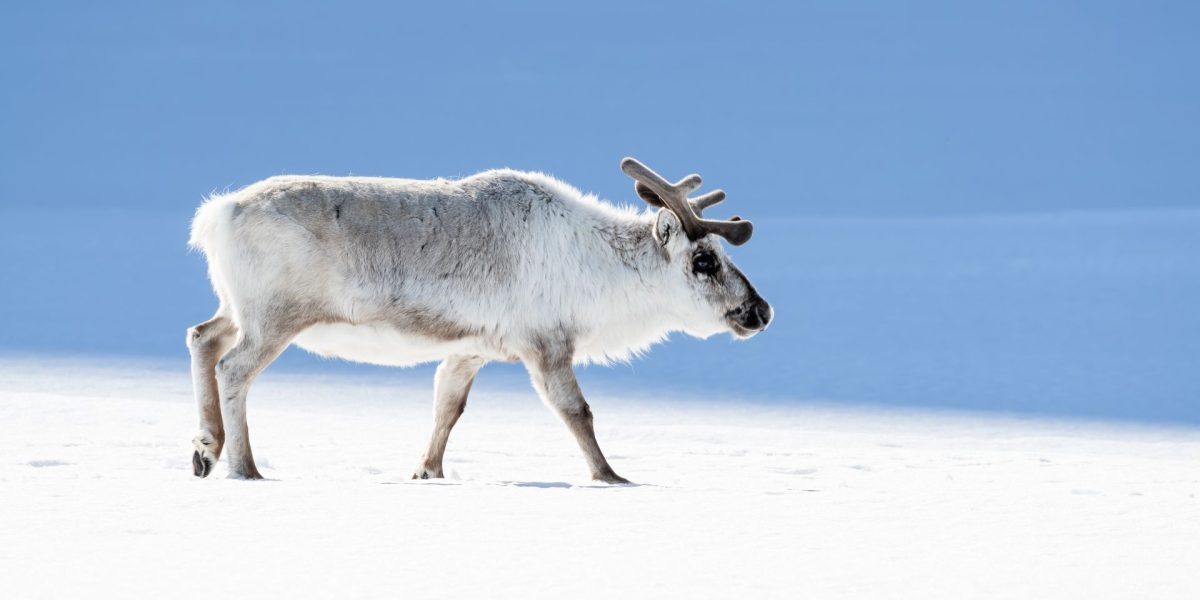 Reni mor în plină vară. Fenomen alarmant în Arctica