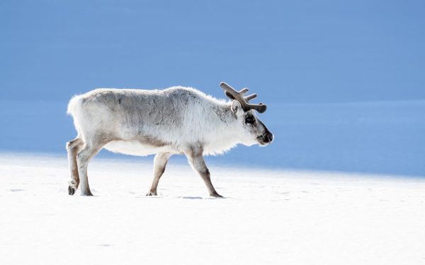 Reni mor în plină vară. Fenomen alarmant în Arctica