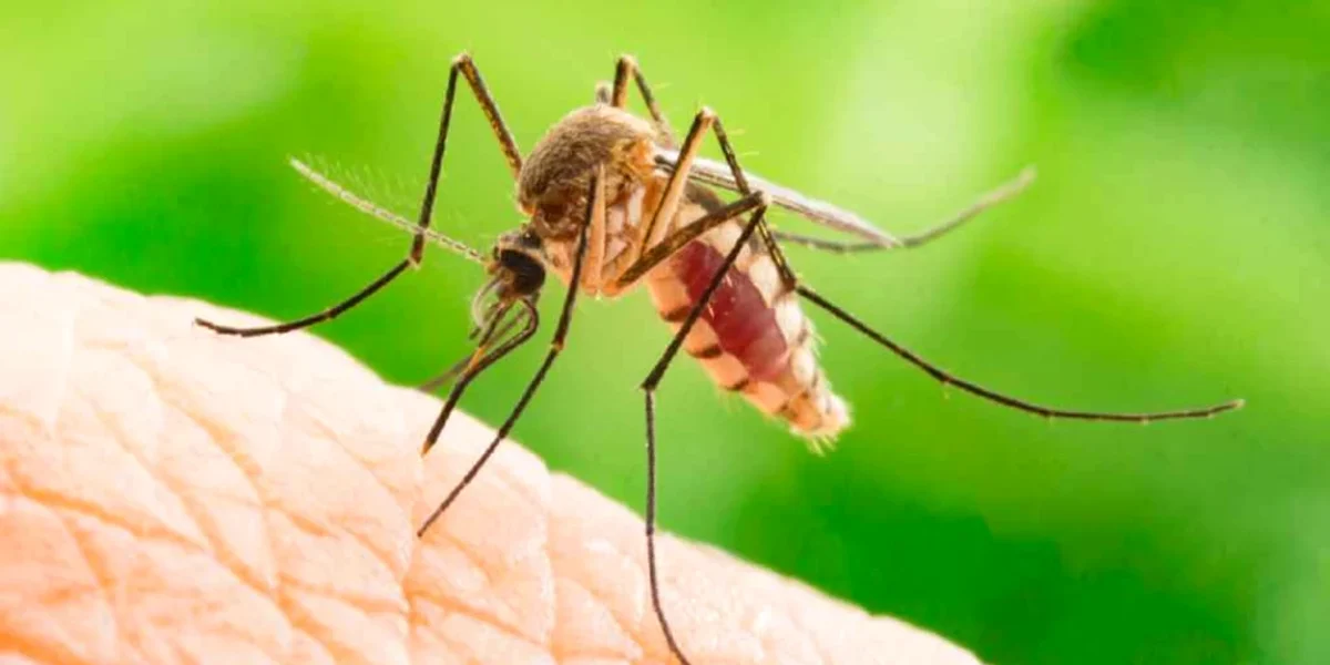 West Nile în Grecia: Risc pentru turiști? Ce spun medicii
