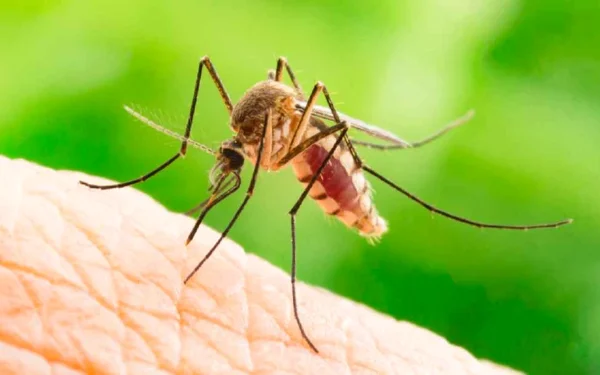 West Nile în Grecia: Risc pentru turiști? Ce spun medicii