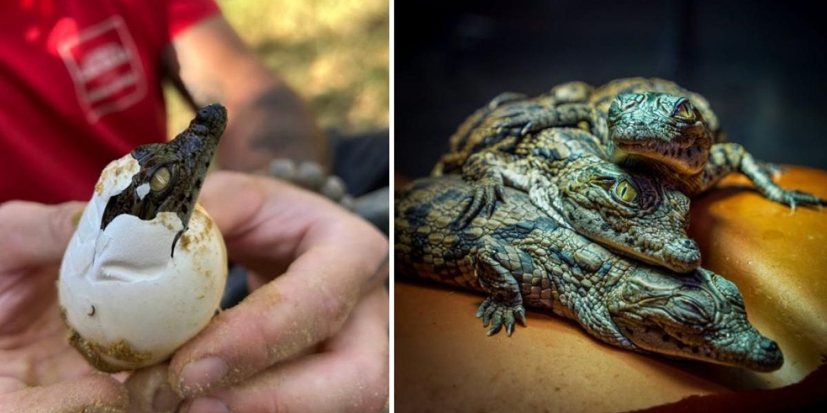 Franța se topește: Pui de crocodil au eclozat, uimind grădinarii zoologici