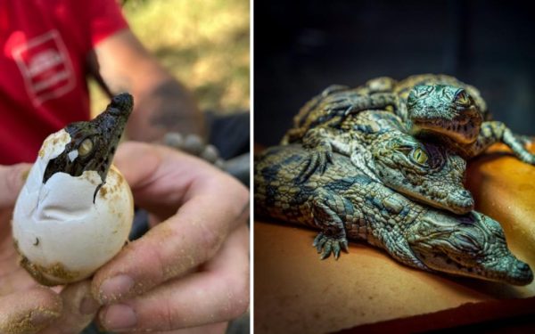 Franța se topește: Pui de crocodil au eclozat, uimind grădinarii zoologici