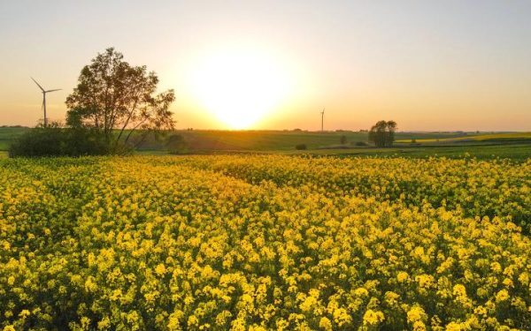 Pesticide noi: Ajutor pentru fermieri, costuri pentru zootehnie