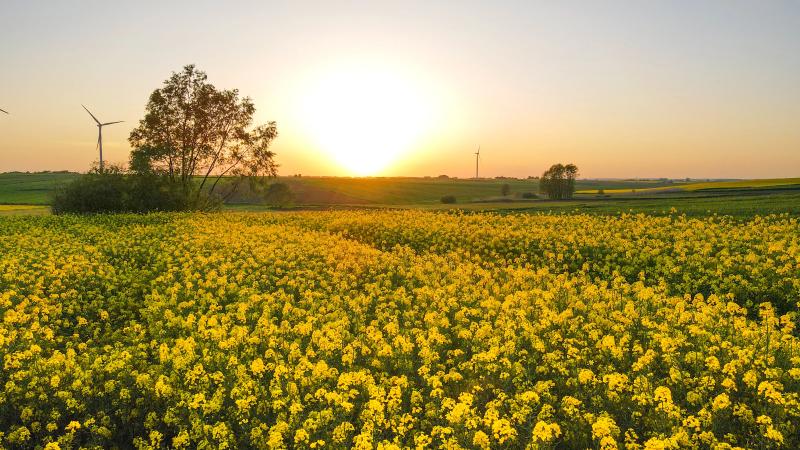 Pesticide noi: Ajutor pentru fermieri, costuri pentru zootehnie