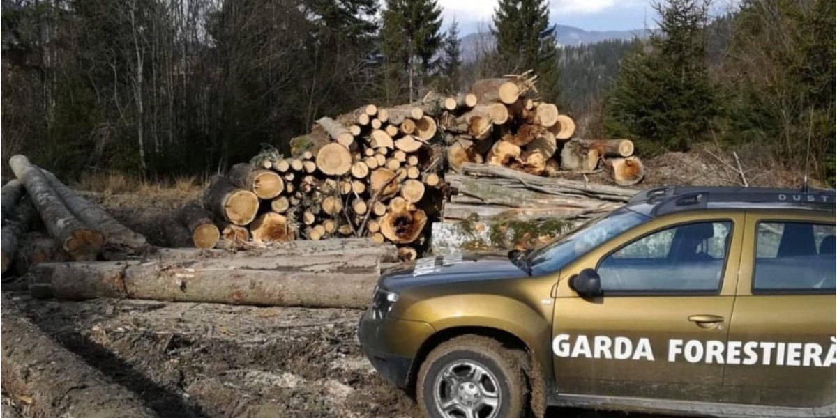 Garda Forestieră, descoperire șoc: Tăieri ilegale uriașe în România