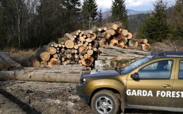 Garda Forestieră, descoperire șoc: Tăieri ilegale uriașe în România