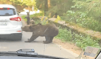 Ursoaică înfuriată pe Transfăgărășan atacă mașină