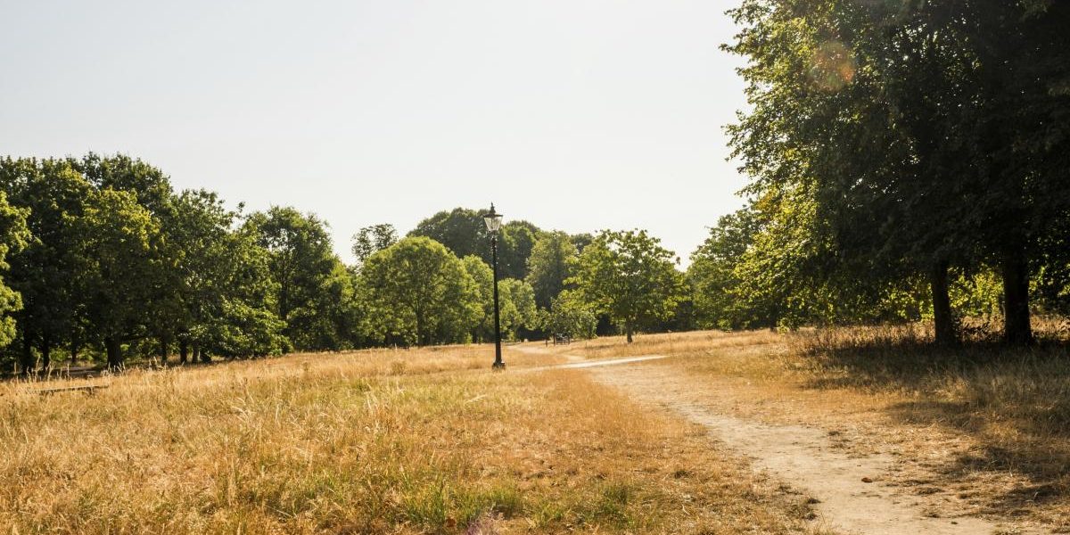 Londra, junglă uscată. Hyde Park, imitație Serengeti. Secetă critică
