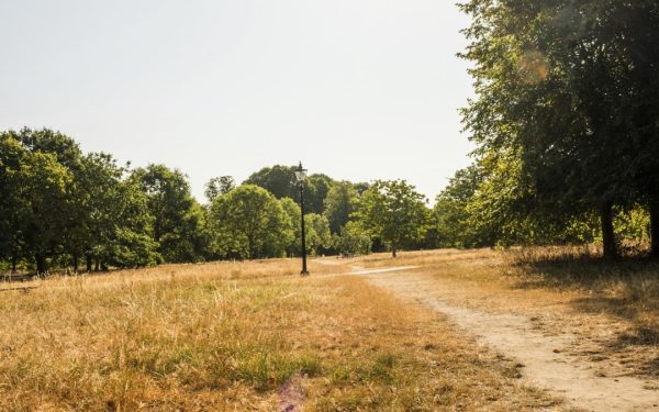 Londra, junglă uscată. Hyde Park, imitație Serengeti. Secetă critică